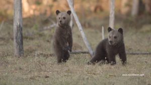 Tierfilmer und Naturfilmer Jens Klingebiel - wilde Braunbären in Finnland
